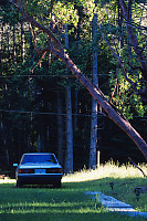 Carparked Under Arbutus