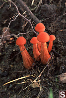 Little Orange Caps