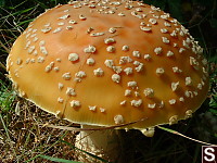 Amanita muscaria (Fly agaric)