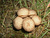 gem-studded puffball