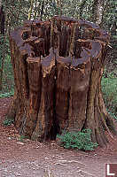 Cedar Stump