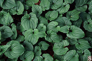 Leaves of False Lily of the Valley