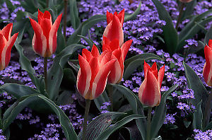 Group of Red Tulips