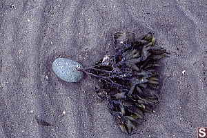 Kelp on Stone