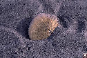 Sand Dollar Crashed into Sand