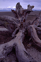 Tree Stump