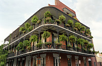 Ferns Hanging From Deck