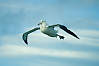 Northern Royal Albatross