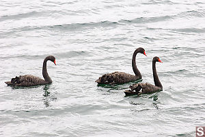 Black Swans Swimming By