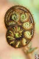 Dicksonia squarrosa, Unfurling fiddlehead