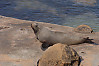 Fur Seal On Rock