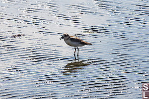 NZDotterel