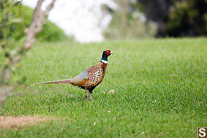 Ring Tailed Pheasant