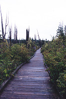 Boardwalk In Gater Gardens