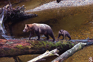 Mom And Baby Walking Up Log