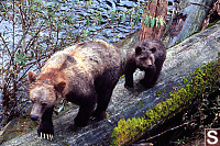 Mom And Cub Walking Down Log