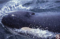 Orca Inhaling