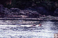 Sea Lions In Water