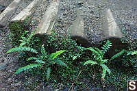 Ferns Growing Next To Road