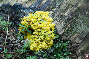 Slime Mold