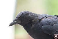 Campground Crow