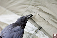 Crows Opening Tent