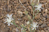 white knapweed, diffuse knapweed