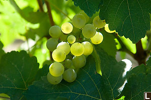 Lighting Coming Through Grapes