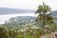 Ponderosa Pine Over Summerland