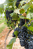 Row Of Dark Purple Grapes