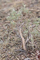 Small Sagebrush