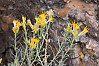 western goldentop, western goldenrod