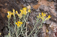 Yellow Flowers Against Bark