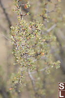 Antelope Brush