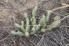 Prickly Pear Cactus