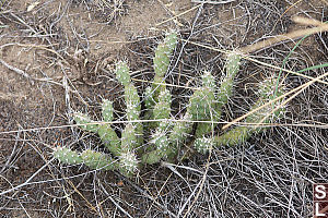 Prickly Pear Cactus