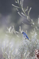 Mountain Bluebird