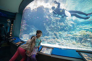 Diver Cleaning Tank