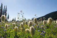 Bunch Of Western Anenome