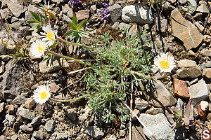 Daisy In Rocks