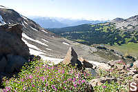 Dwarf Fireweed