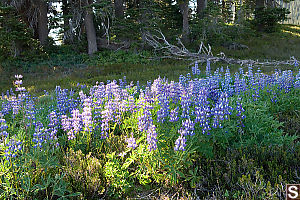 Patch Of Lupins
