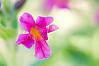 Lewis monkeyflower, pink monkeyflower