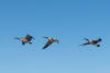 Canada Geese Flyby