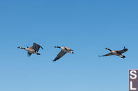 Canada Geese Flyby