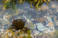 Kelp Crabs In Tide Pools