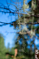 Methuselahs Beard Lichen
