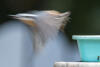 Motion Blur Flight