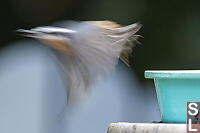 Motion Blur Flight