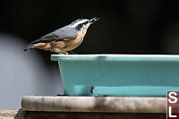 Read Brested Nuthatch Eating Seeds